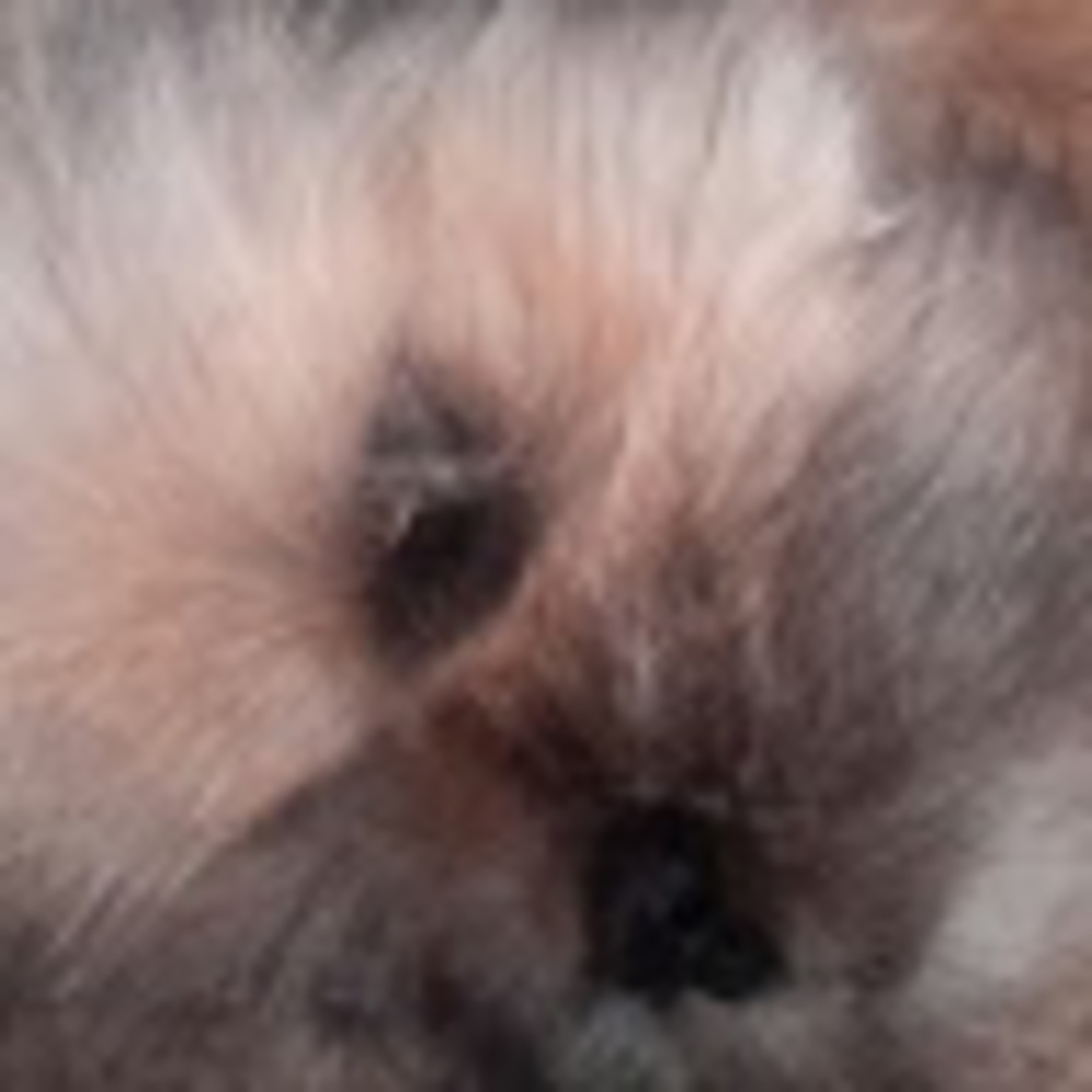 Meet your Posher, Jodi